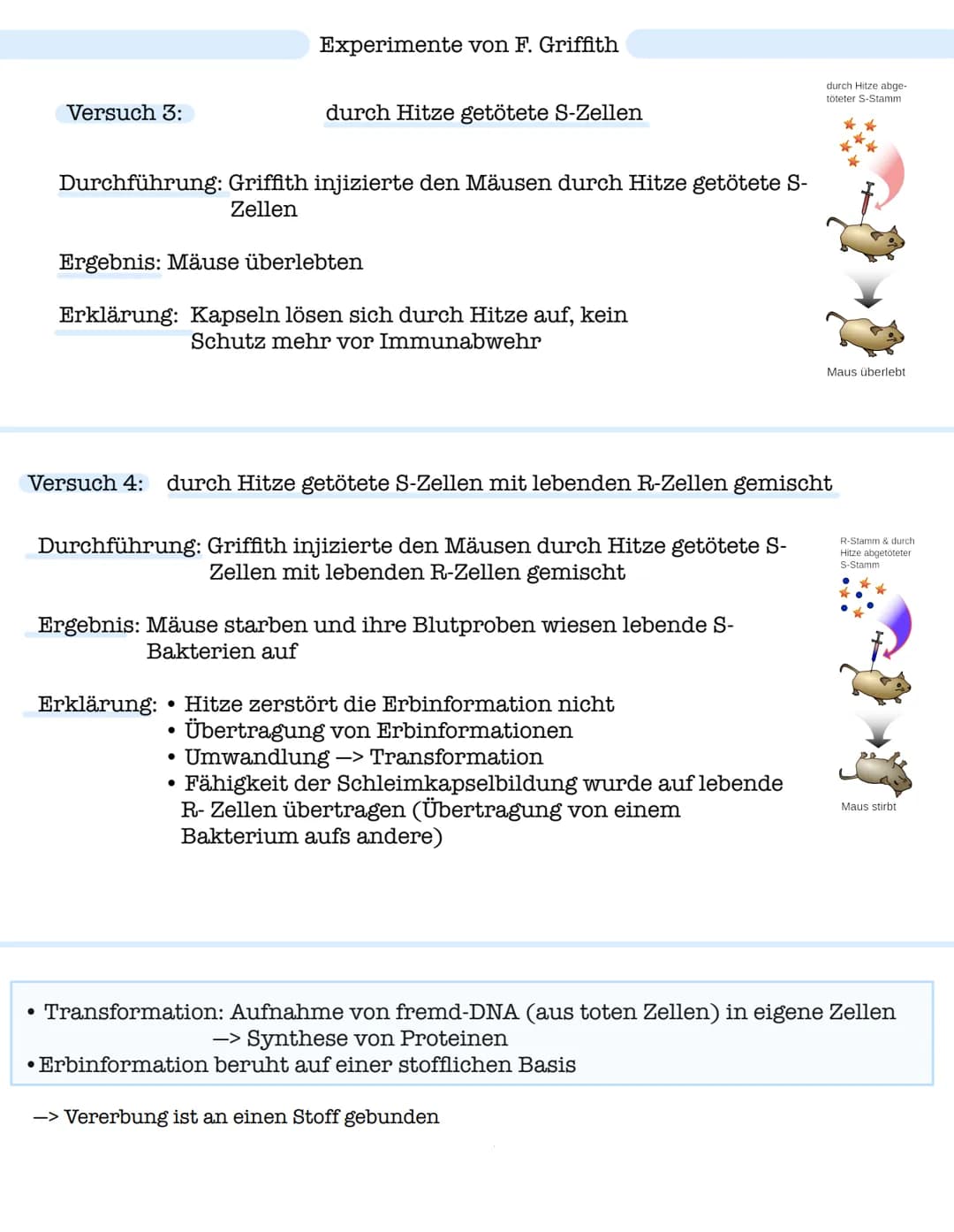 Versuch von F. Griffith
• Versuch mit zwei Stämmen der Bakterienart Streptococcus pneumonia
Sein Ziel: Suche nach Impfstoff gegen Lungenentz