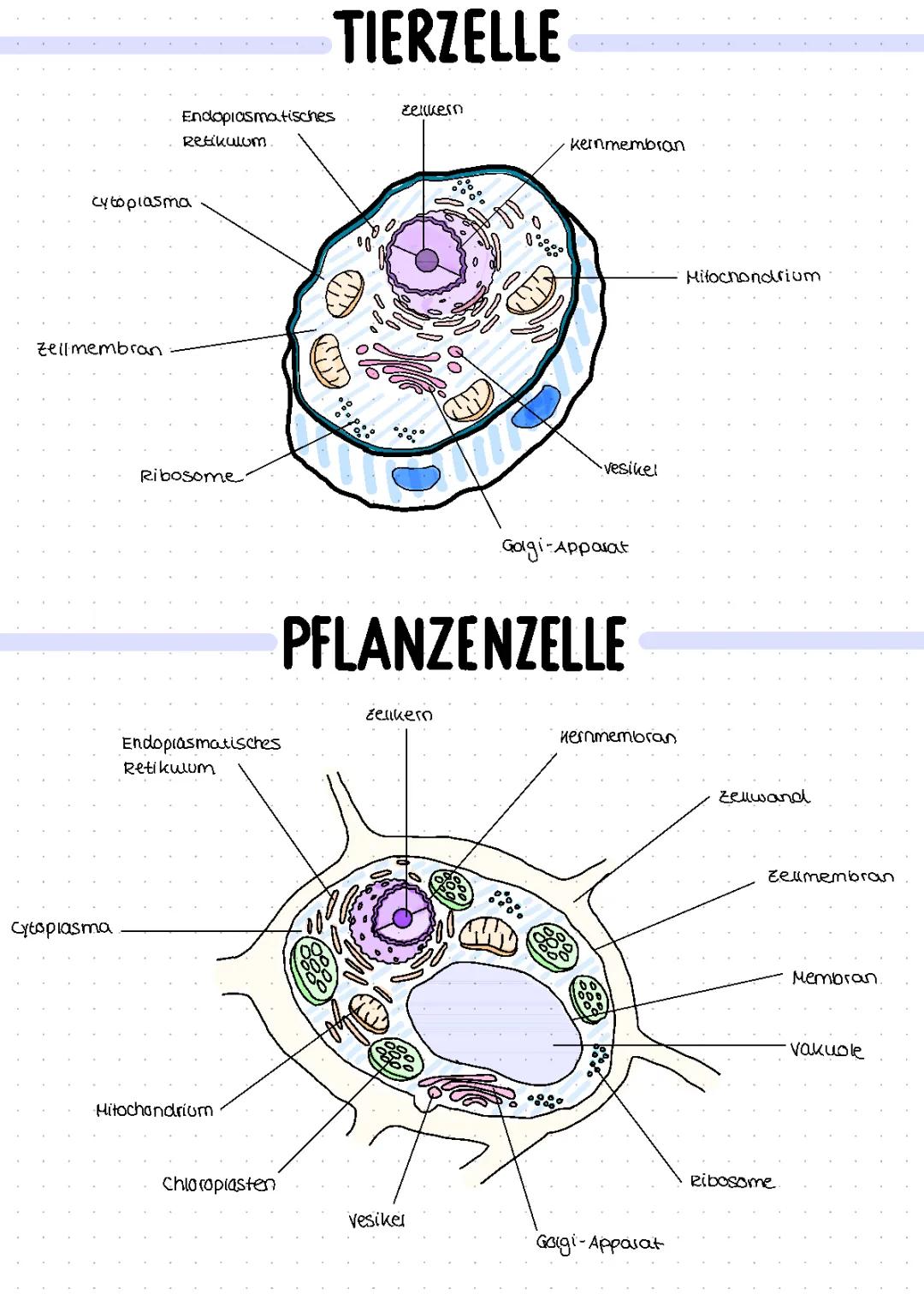 Tierzelle und Pflanzenzelle 