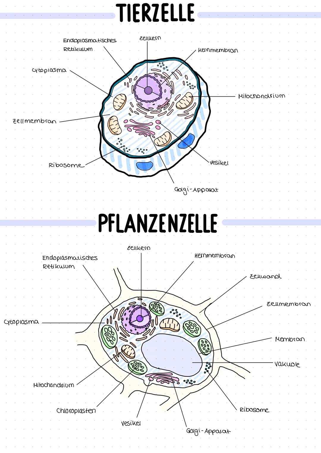 Zellmembran
cytoplasma
Cytoplasma
Endoplasmatisches
Retikulum
Ribosome
Endoplasmatisches
Retikulum
Mitochondrium
TIERZELLE
Chloroplasten
Zel