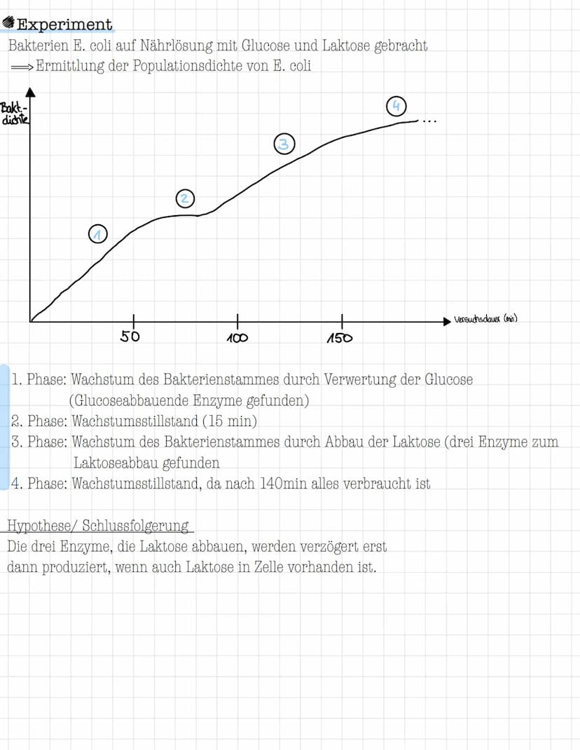 Steuerung/ Regulation der Genaktivität
Genregulation
=
Problemstellung
Bei Untersuchungen verschiedener Zelltypen eines Organismus und unter