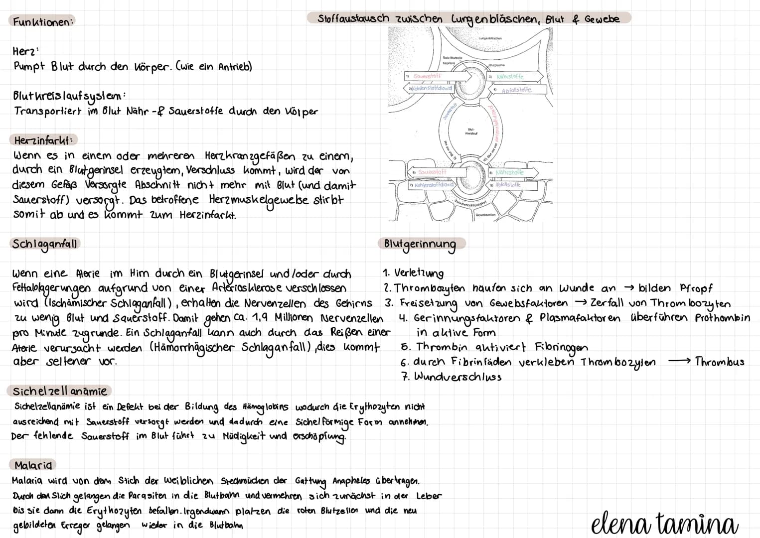 Blut bestandteile & Funktionen
Bestandteile
Blutplasma
Rote Blutkörperchen transportieren Sauerstoff & CO₂
(Eryto zythen)
Weiße Blutkörperch
