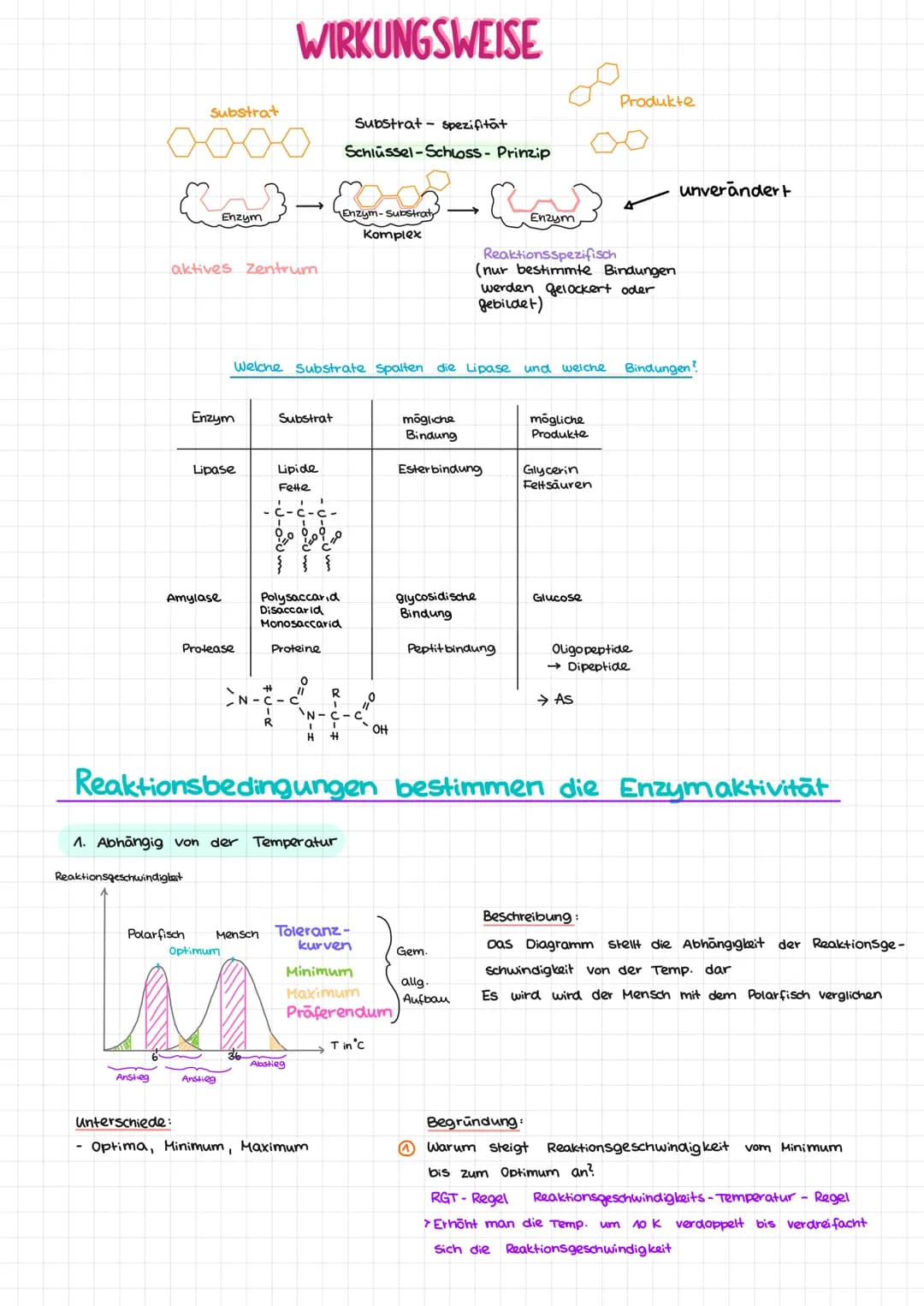 Substrat
-
aktives Zentrum
Reaktionsgeschwindigkeit
Amylase
Anstieg
Enzym
Enzym
Polarfisch
Lipase
Protease
WIRKUNGSWEISE
Anstieg
N-C
Substra