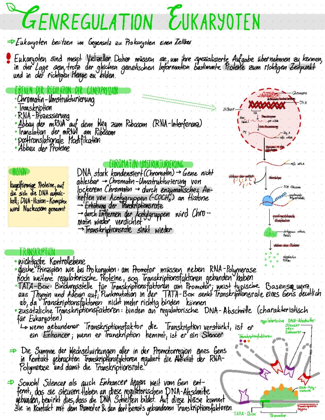 Genregulation bei Eukaryoten: Eine verständliche Übersicht