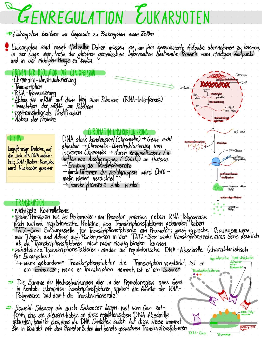 GENREGULATION EUKARYOTEN
→ Eukaryoten besitzen im
Gegensatz
zu Prokaryoten einen Zellker
Eukaryoten sind meist Vielzeller. Daher müssen sie,