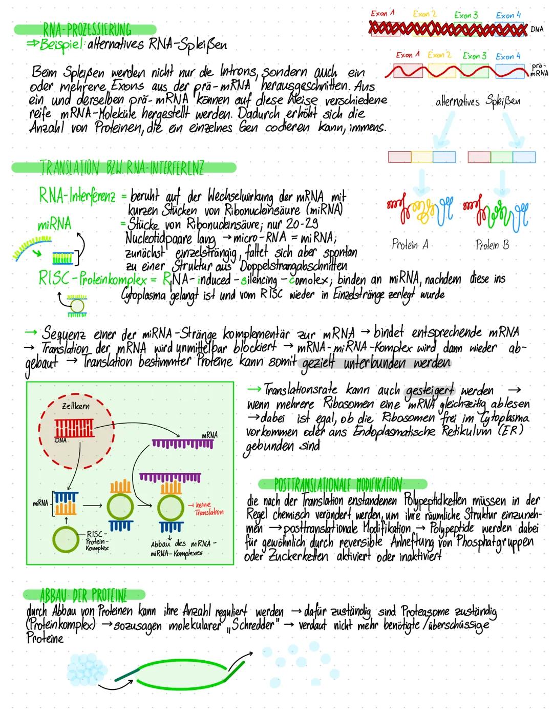 GENREGULATION EUKARYOTEN
→ Eukaryoten besitzen im
Gegensatz
zu Prokaryoten einen Zellker
Eukaryoten sind meist Vielzeller. Daher müssen sie,