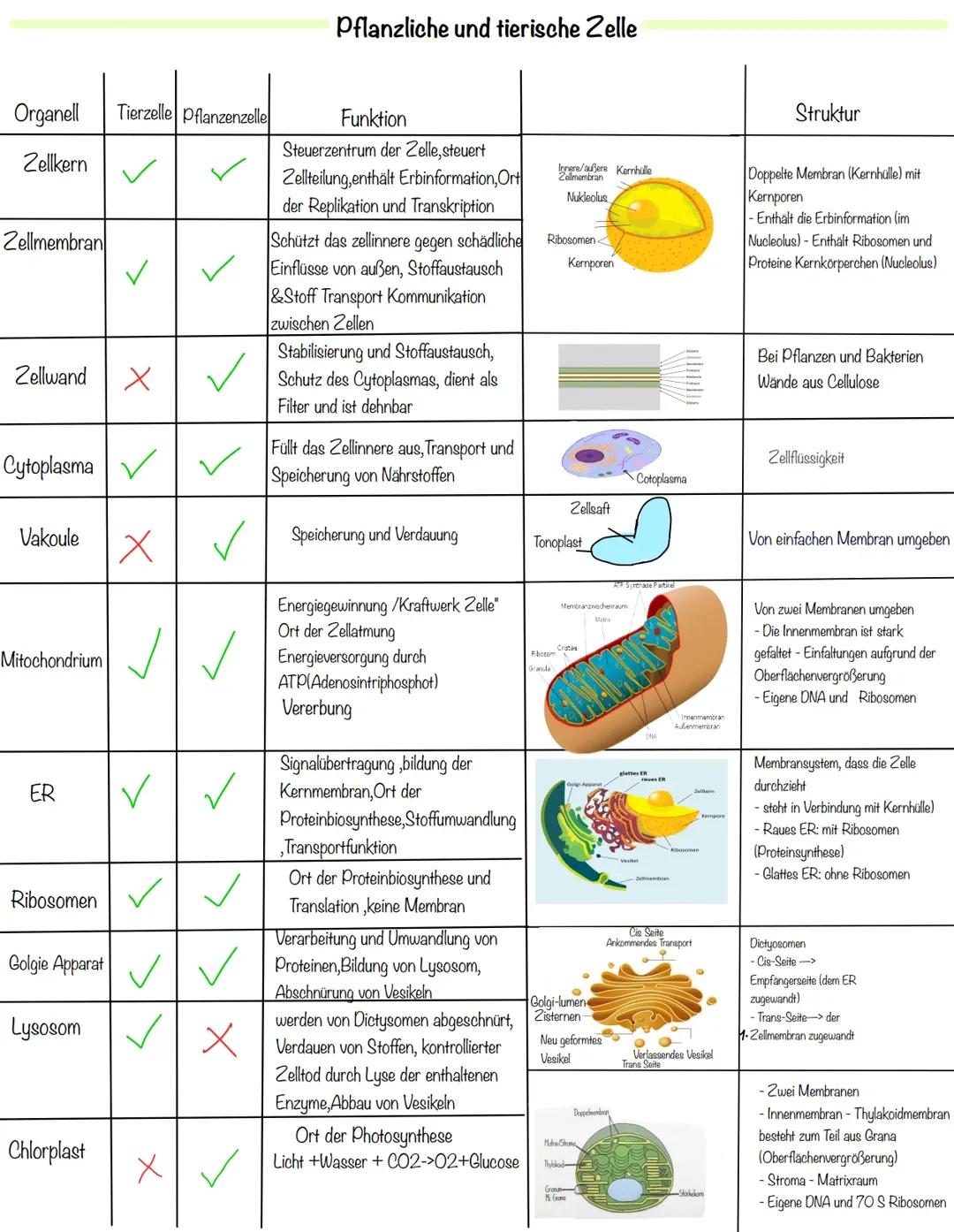 Zellorganellen,Zellkompartimente
