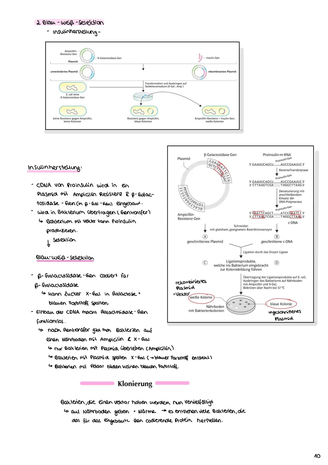 Angewandte Genetik
3. Gentechnische Verfahren
Definition: Unter dem Begriff "Gentechnik" fasst mon verfahren zusammen,
durch die fremde Gene