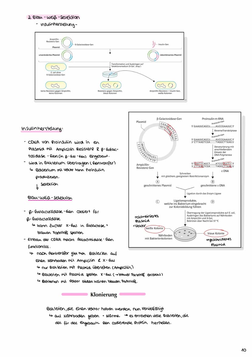 Angewandte Genetik
3. Gentechnische Verfahren
Definition: Unter dem Begriff "Gentechnik" fasst mon verfahren zusammen,
durch die fremde Gene
