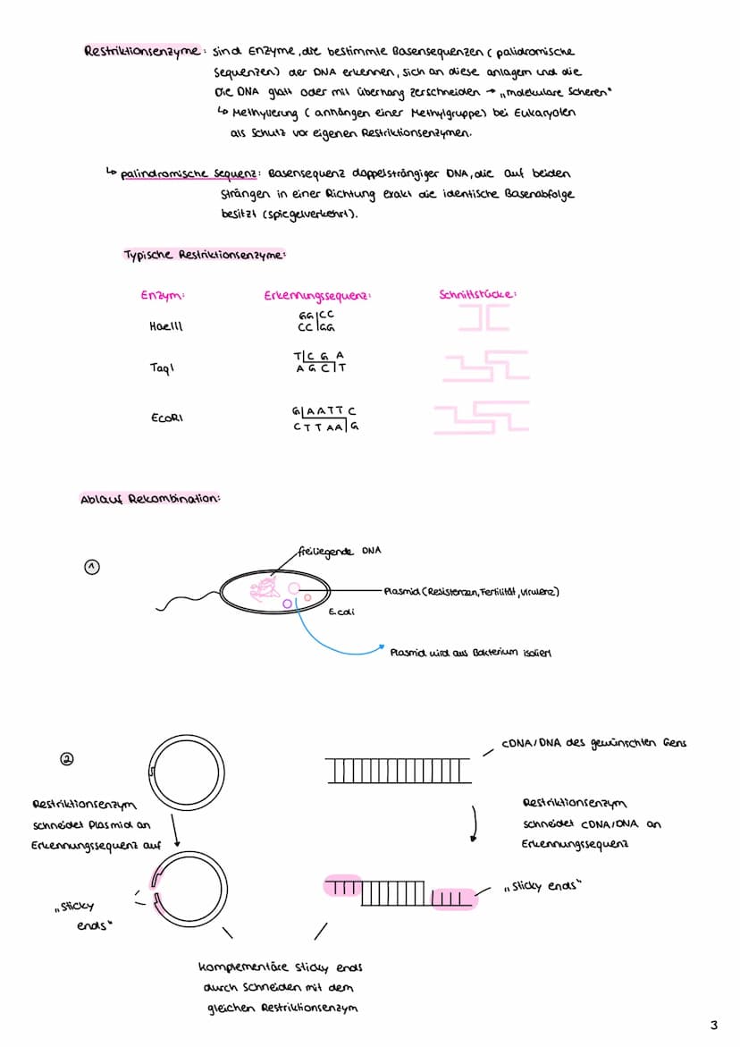 Angewandte Genetik
3. Gentechnische Verfahren
Definition: Unter dem Begriff "Gentechnik" fasst mon verfahren zusammen,
durch die fremde Gene