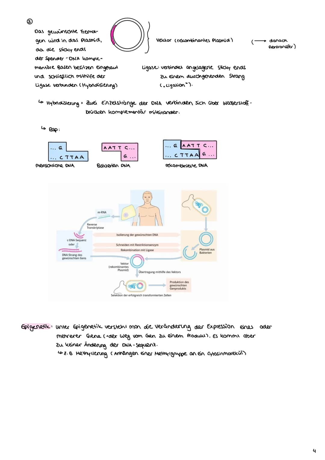 Angewandte Genetik
3. Gentechnische Verfahren
Definition: Unter dem Begriff "Gentechnik" fasst mon verfahren zusammen,
durch die fremde Gene