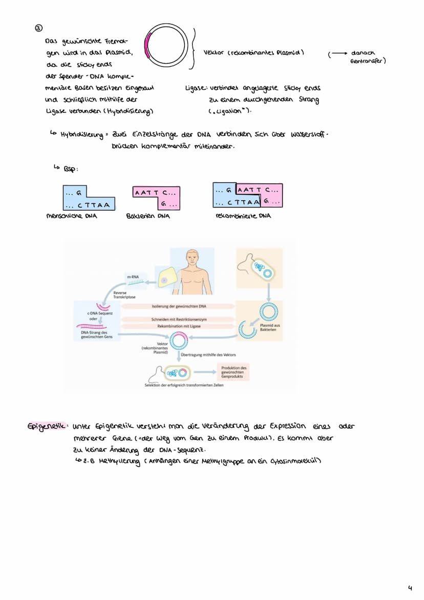 Angewandte Genetik
3. Gentechnische Verfahren
Definition: Unter dem Begriff "Gentechnik" fasst mon verfahren zusammen,
durch die fremde Gene