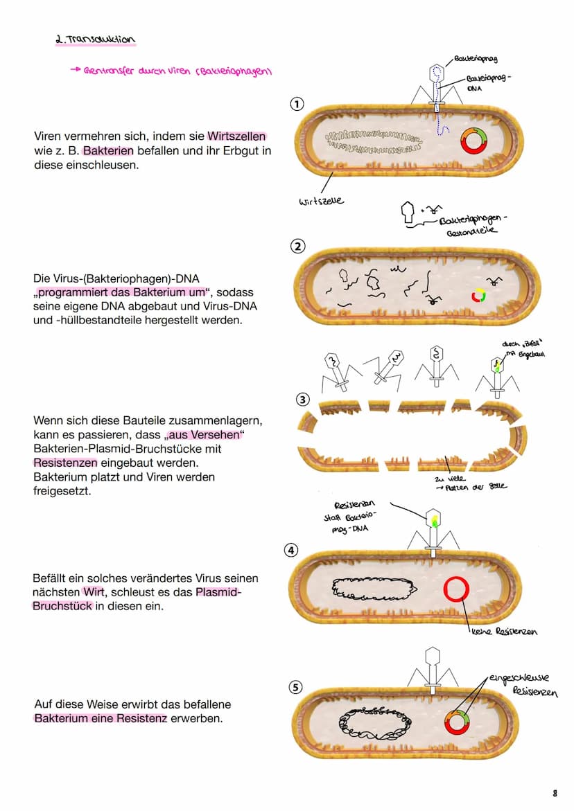 Angewandte Genetik
3. Gentechnische Verfahren
Definition: Unter dem Begriff "Gentechnik" fasst mon verfahren zusammen,
durch die fremde Gene