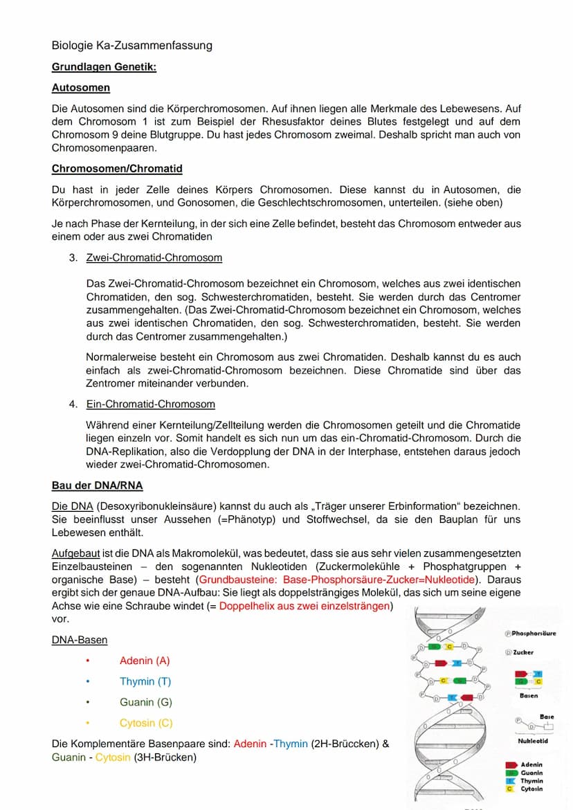 Biologie Ka-Zusammenfassung
Grundlagen Genetik:
Karyogramm:
Definition: Geordneter Chromosomensatz- Karyogramm bezeichnet man die nach besti