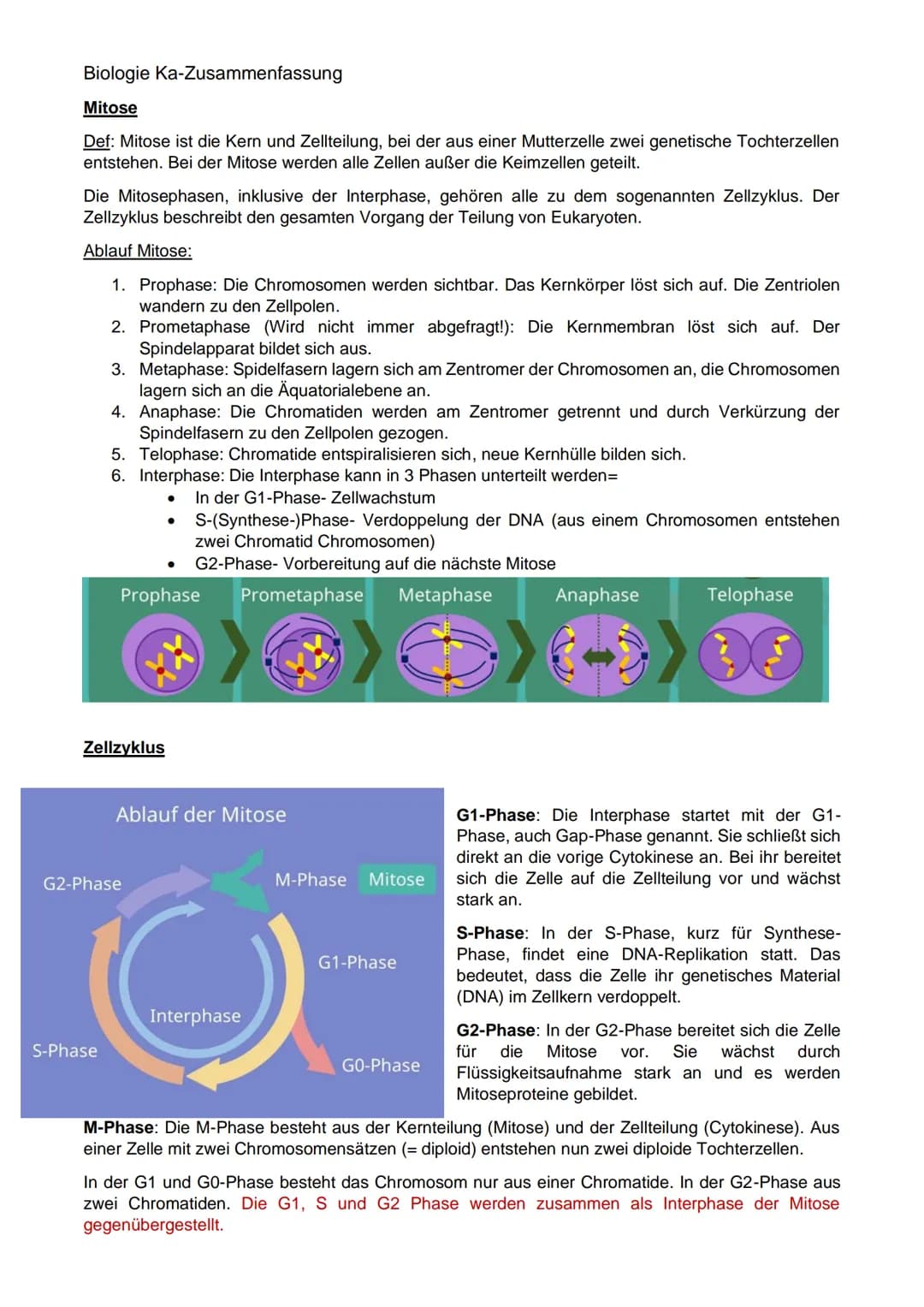 Biologie Ka-Zusammenfassung
Grundlagen Genetik:
Karyogramm:
Definition: Geordneter Chromosomensatz- Karyogramm bezeichnet man die nach besti