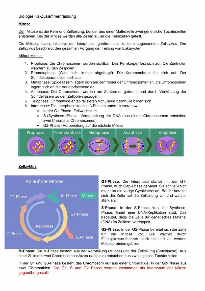 Biologie Ka-Zusammenfassung
Grundlagen Genetik:
Karyogramm:
Definition: Geordneter Chromosomensatz- Karyogramm bezeichnet man die nach besti