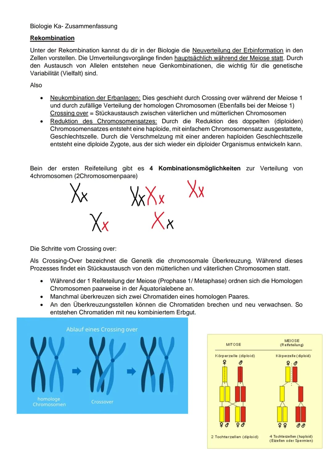 Biologie Ka-Zusammenfassung
Grundlagen Genetik:
Karyogramm:
Definition: Geordneter Chromosomensatz- Karyogramm bezeichnet man die nach besti