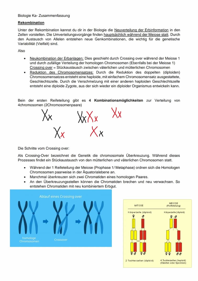 Biologie Ka-Zusammenfassung
Grundlagen Genetik:
Karyogramm:
Definition: Geordneter Chromosomensatz- Karyogramm bezeichnet man die nach besti