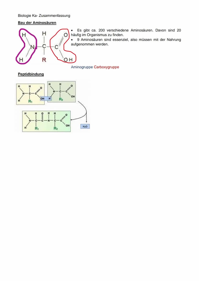 Biologie Ka-Zusammenfassung
Grundlagen Genetik:
Karyogramm:
Definition: Geordneter Chromosomensatz- Karyogramm bezeichnet man die nach besti
