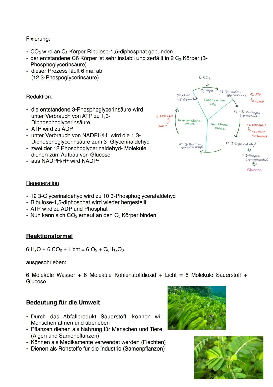 Definition:
Photosynthese ist ein Prozess, durch den Pflanzen
mit ihrem Chlorophyll die Energie des Sonnenlichts
nutzen, um Kohlenstoffdioxi