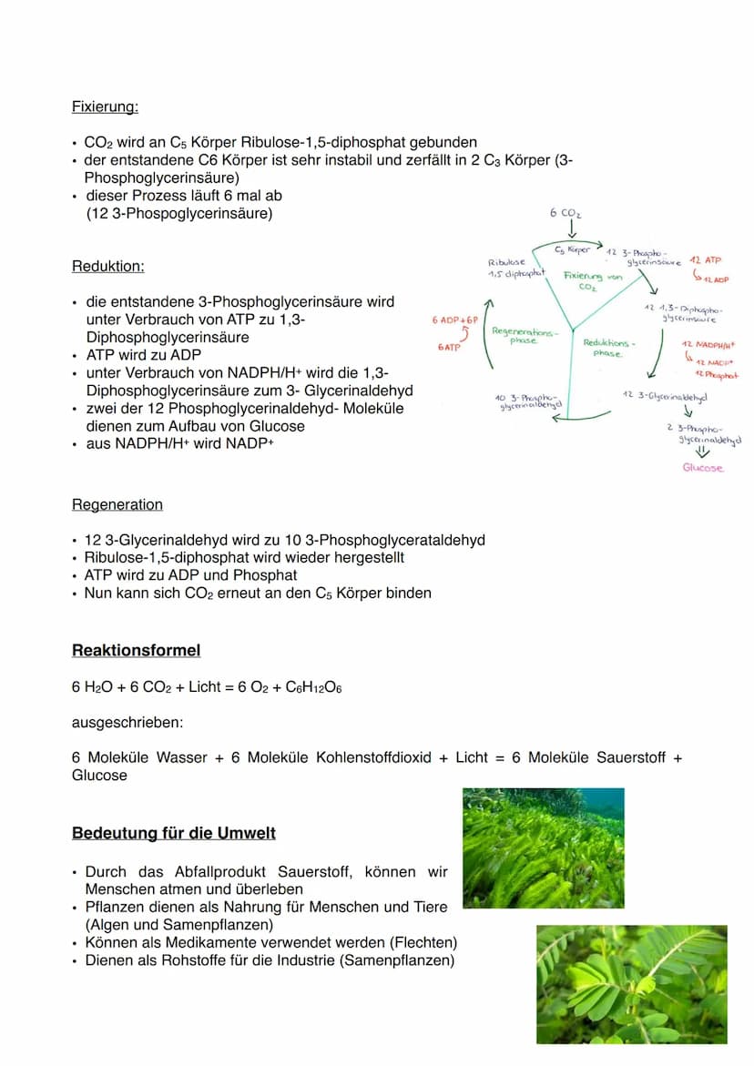 Definition:
Photosynthese ist ein Prozess, durch den Pflanzen
mit ihrem Chlorophyll die Energie des Sonnenlichts
nutzen, um Kohlenstoffdioxi