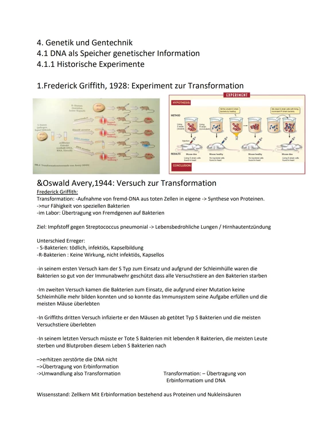 4. Genetik und Gentechnik
4.1 DNA als Speicher genetischer Information
4.1.1 Historische Experimente
1. Frederick Griffith, 1928: Experiment