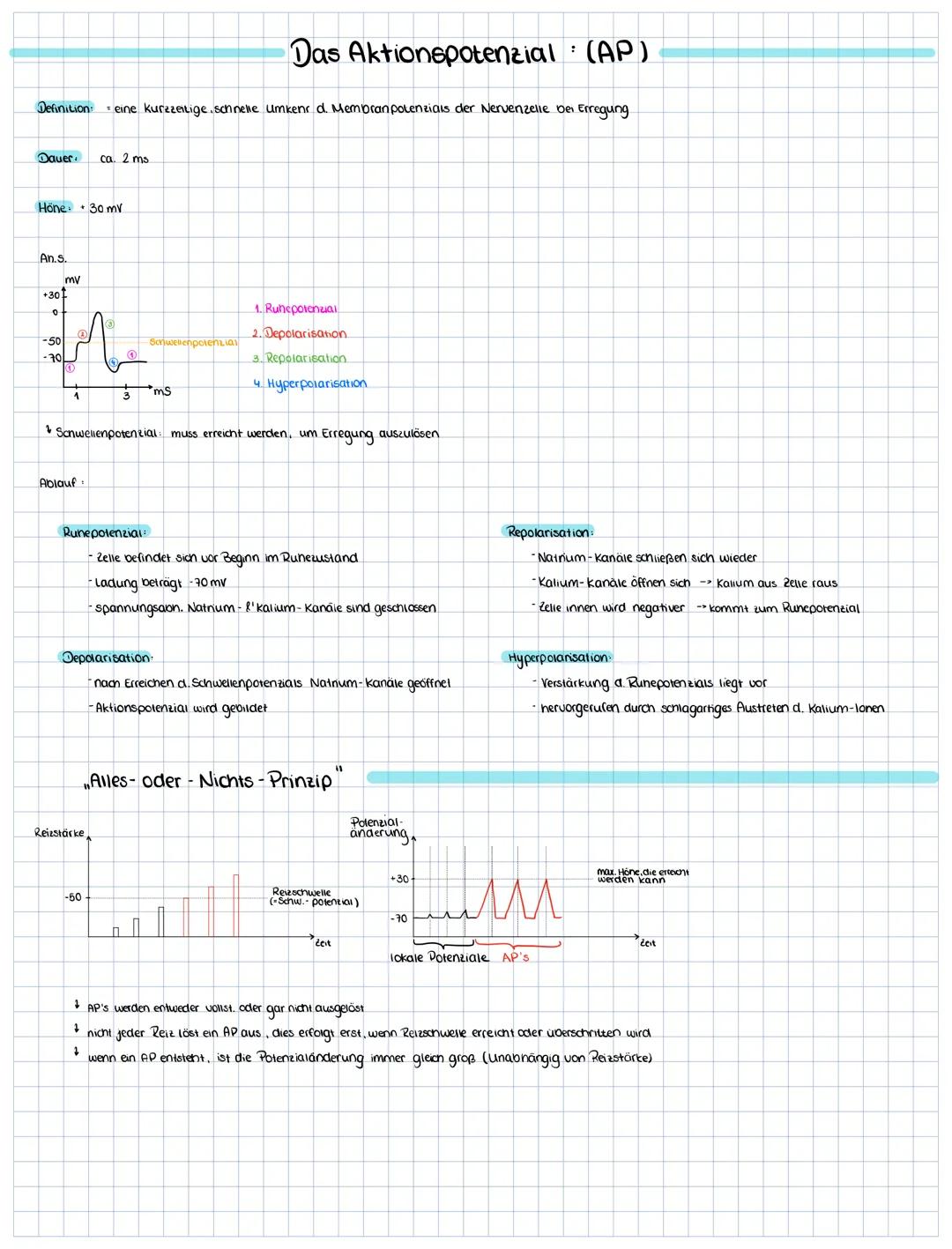 # Das Aktionspotenzial: (AP)

Definition eine kurzzeitige schnelle Umkenr d. Membranpolenzials der Nervenzelle bei Erregung

Dauer ca. 2 ms
