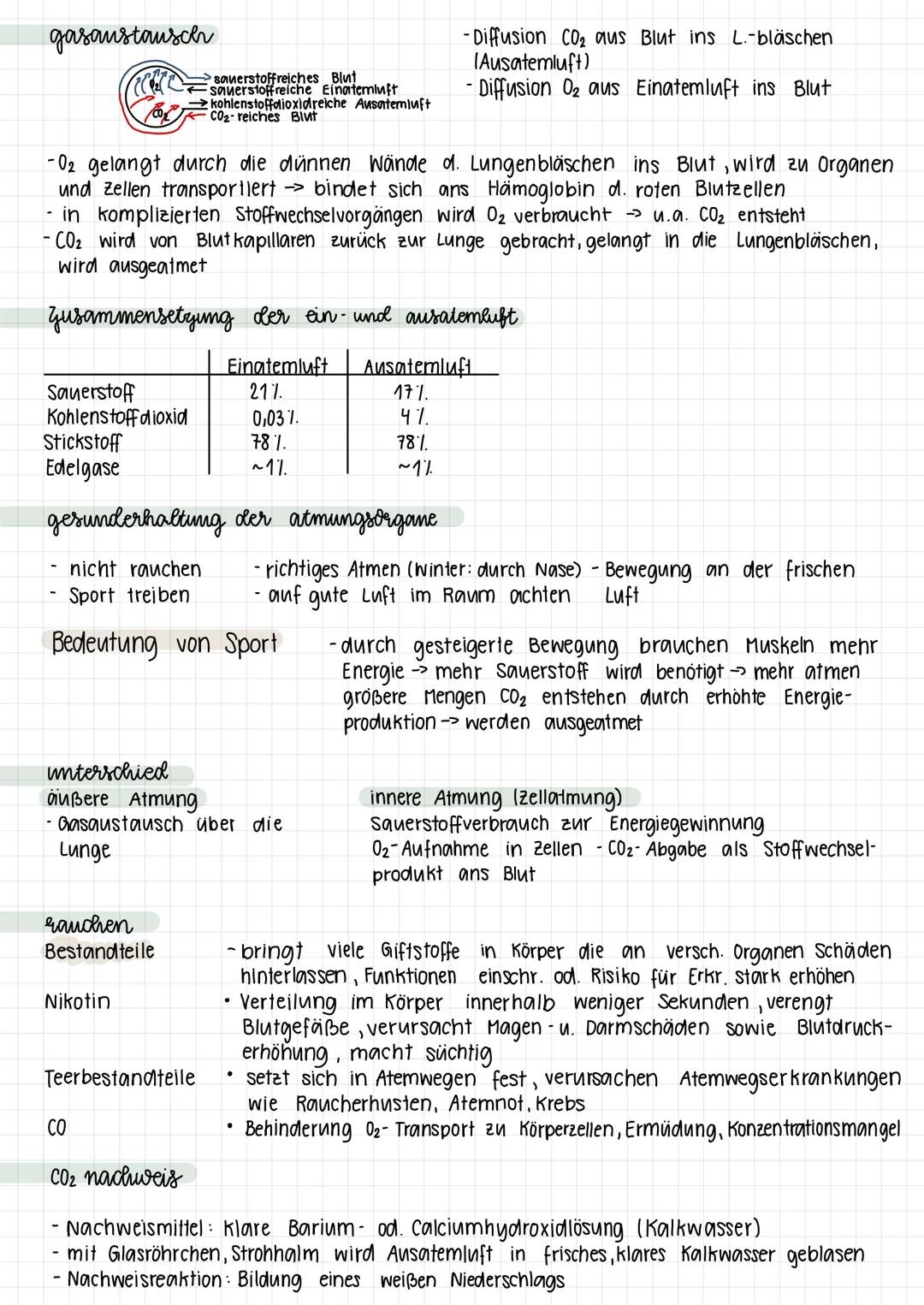 Atmungssystem einfach erklärt: Der Weg der Atemluft + Tipps für Sport bei Asthma