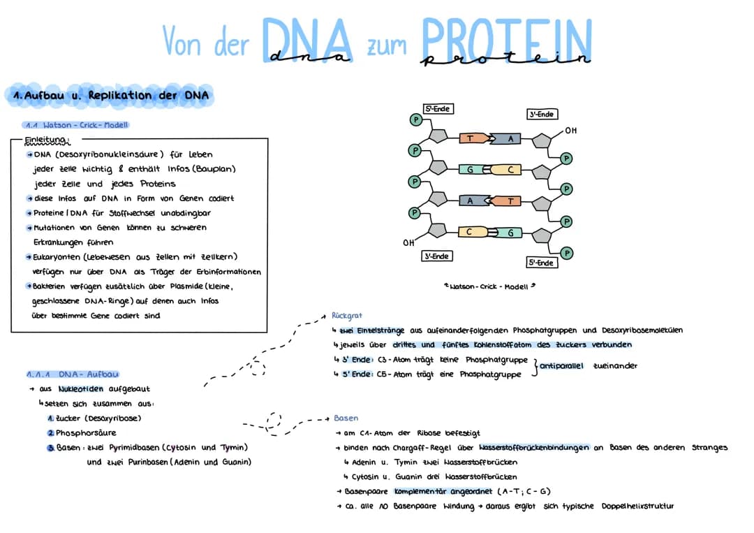 Von der DNA zum Protein 