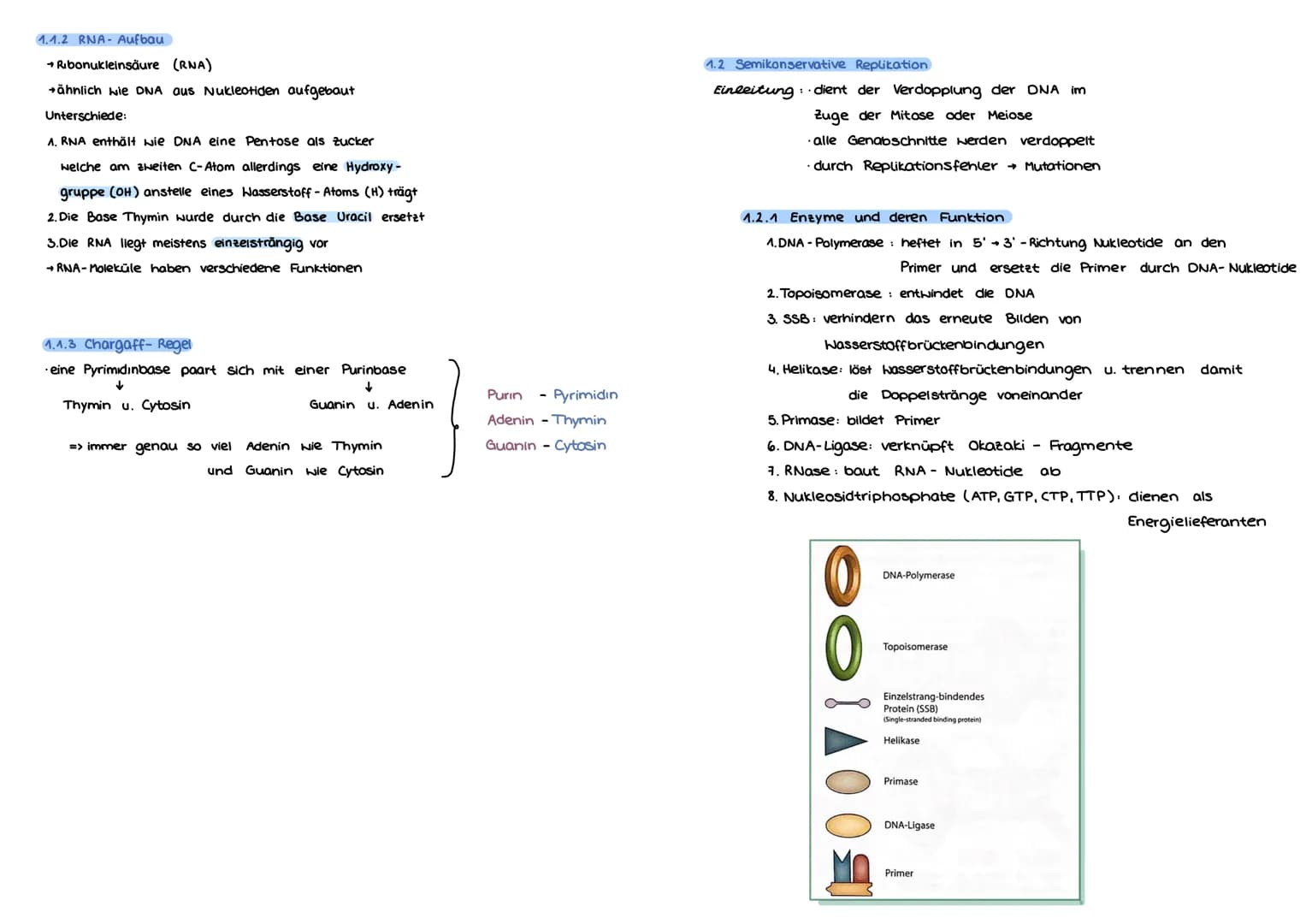 Von der DNA
1. Aufbau u. Replikation der DNA
der DN
1.1 Watson - Crick-Modell
Einleitung
→ DNA (Desoxyribonukleinsäure) für Leben
jeder Zell