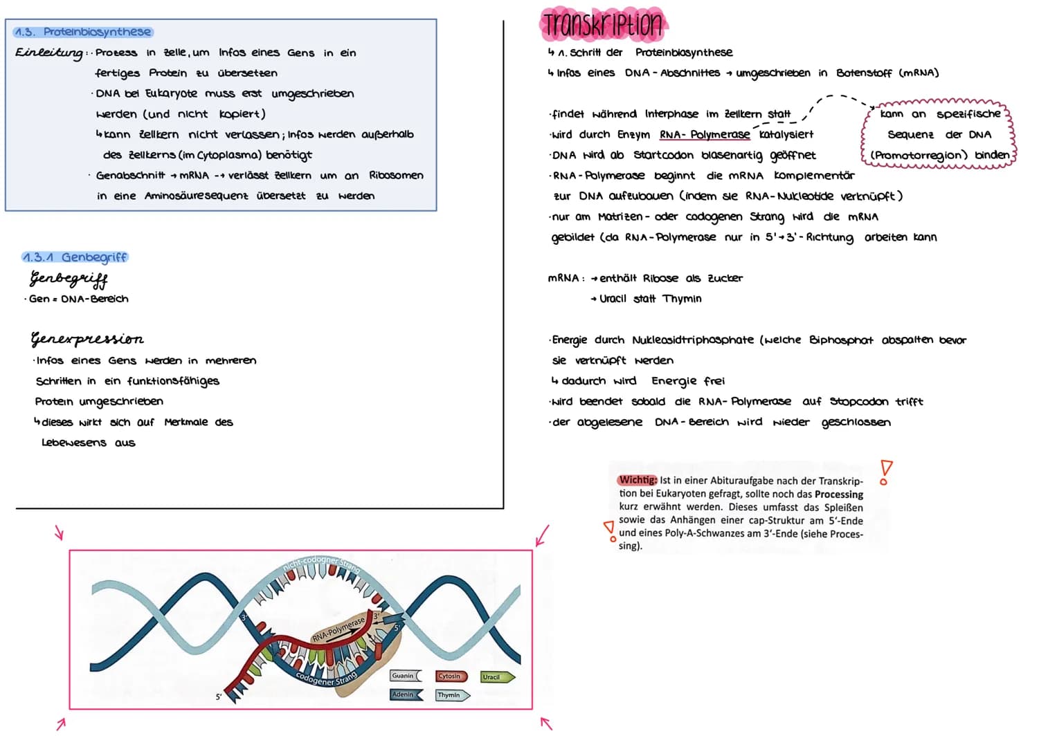 Von der DNA
1. Aufbau u. Replikation der DNA
der DN
1.1 Watson - Crick-Modell
Einleitung
→ DNA (Desoxyribonukleinsäure) für Leben
jeder Zell