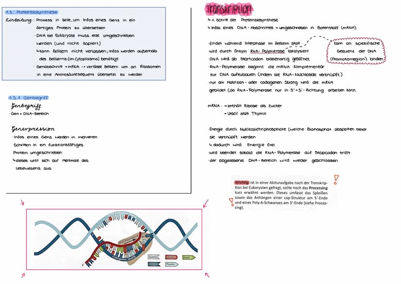 Von der DNA
1. Aufbau u. Replikation der DNA
der DN
1.1 Watson - Crick-Modell
Einleitung
→ DNA (Desoxyribonukleinsäure) für Leben
jeder Zell