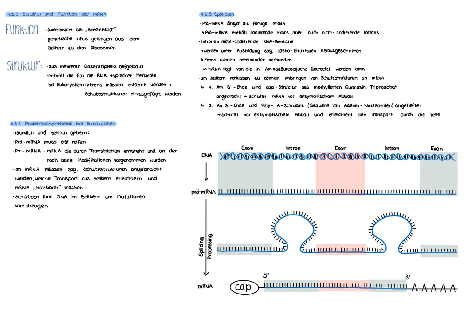 Von der DNA
1. Aufbau u. Replikation der DNA
der DN
1.1 Watson - Crick-Modell
Einleitung
→ DNA (Desoxyribonukleinsäure) für Leben
jeder Zell