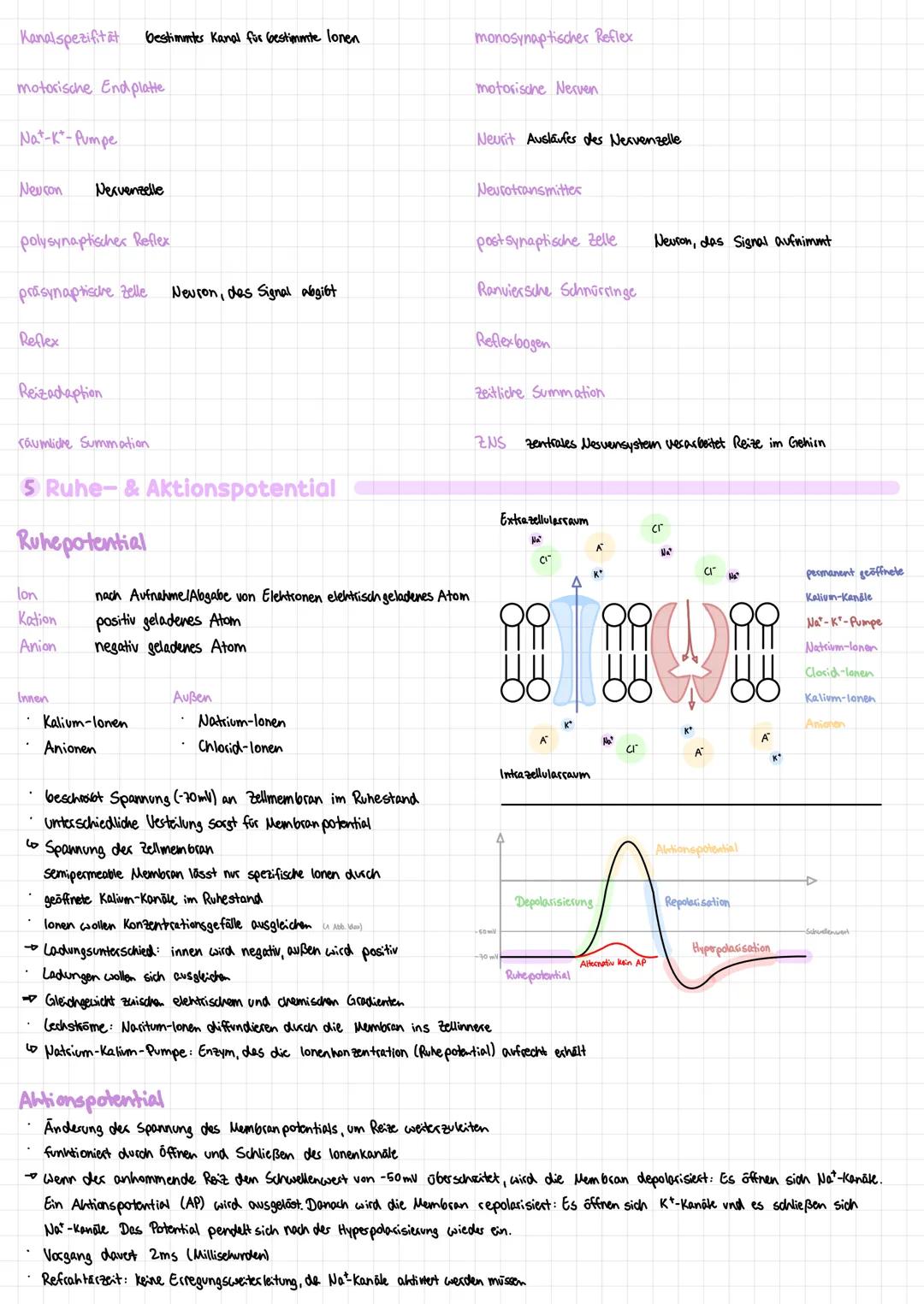  # Neurologie

1 Grundlagen

Rezeptorzellen spezialisierte Nervenzellen, die Reize aufnehmen

Aquater Reiz Spezifisches Reiz, passen zu eine