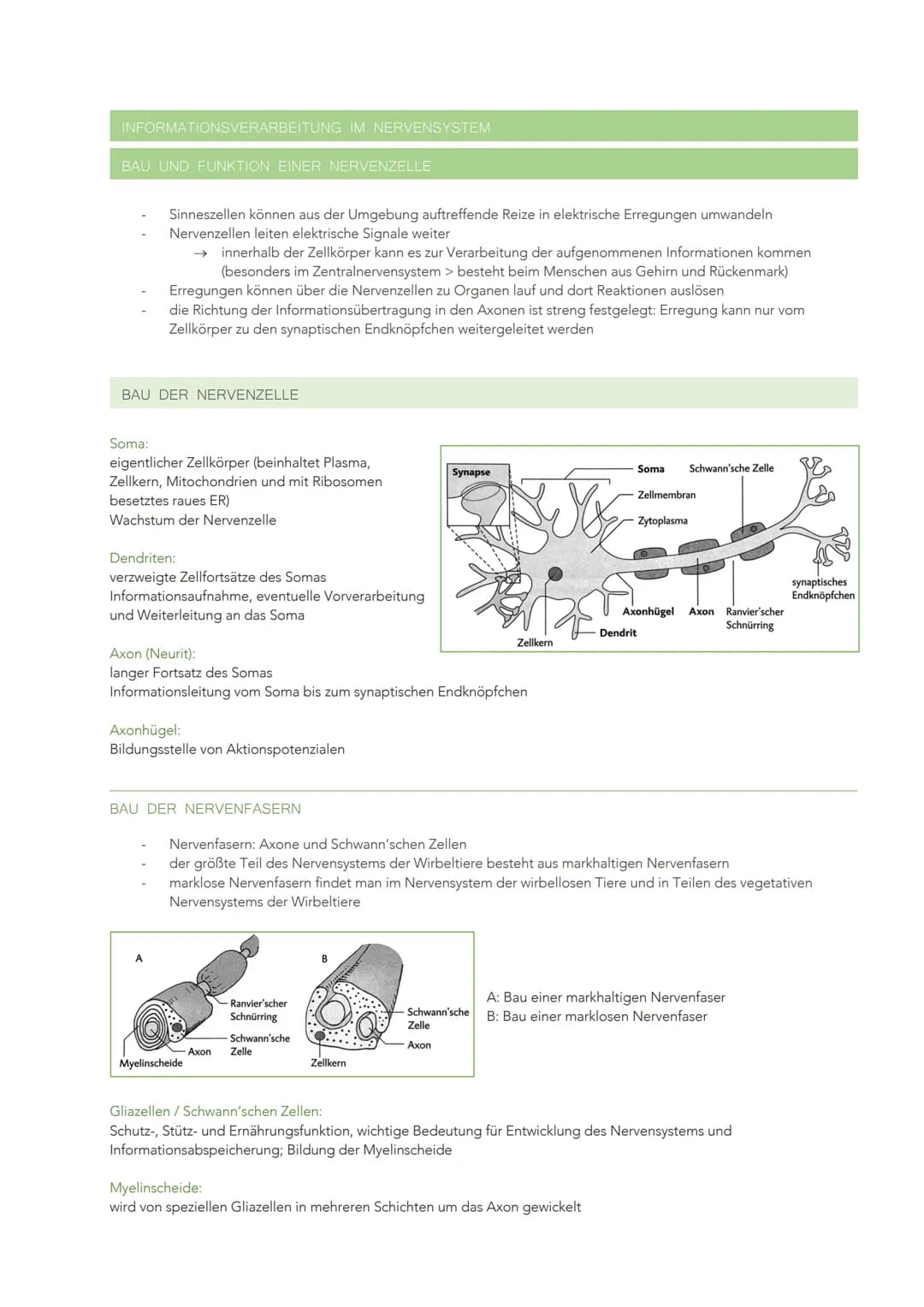 INFORMATIONSVERARBEITUNG IM NERVENSYSTEM
BAU UND FUNKTION EINER NERVENZELLE
Sinneszellen können aus der Umgebung auftreffende Reize in elekt