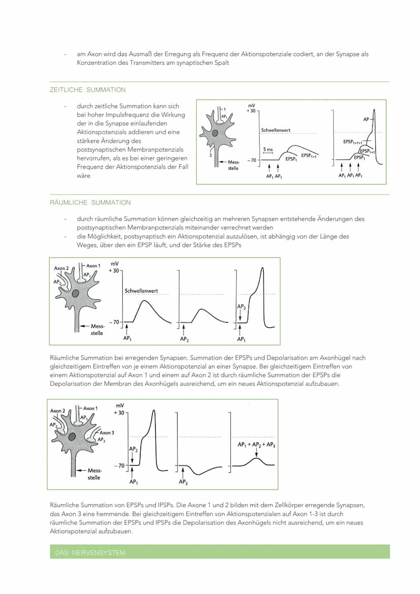 INFORMATIONSVERARBEITUNG IM NERVENSYSTEM
BAU UND FUNKTION EINER NERVENZELLE
Sinneszellen können aus der Umgebung auftreffende Reize in elekt