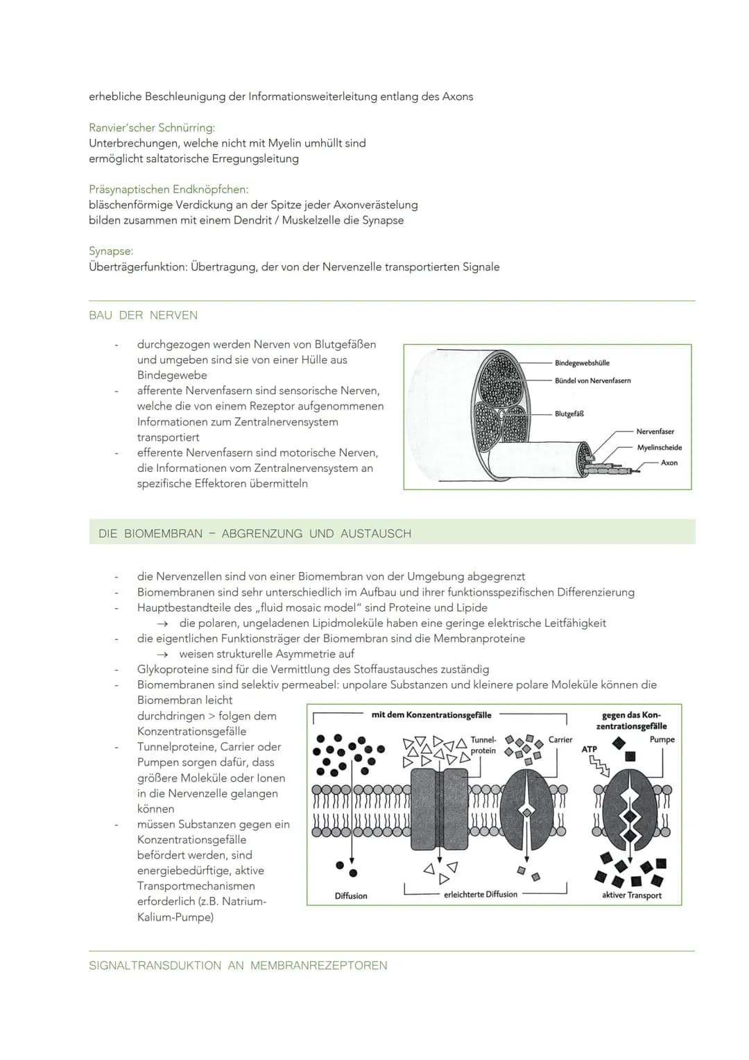 INFORMATIONSVERARBEITUNG IM NERVENSYSTEM
BAU UND FUNKTION EINER NERVENZELLE
Sinneszellen können aus der Umgebung auftreffende Reize in elekt