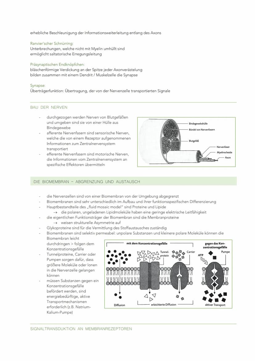 INFORMATIONSVERARBEITUNG IM NERVENSYSTEM
BAU UND FUNKTION EINER NERVENZELLE
Sinneszellen können aus der Umgebung auftreffende Reize in elekt
