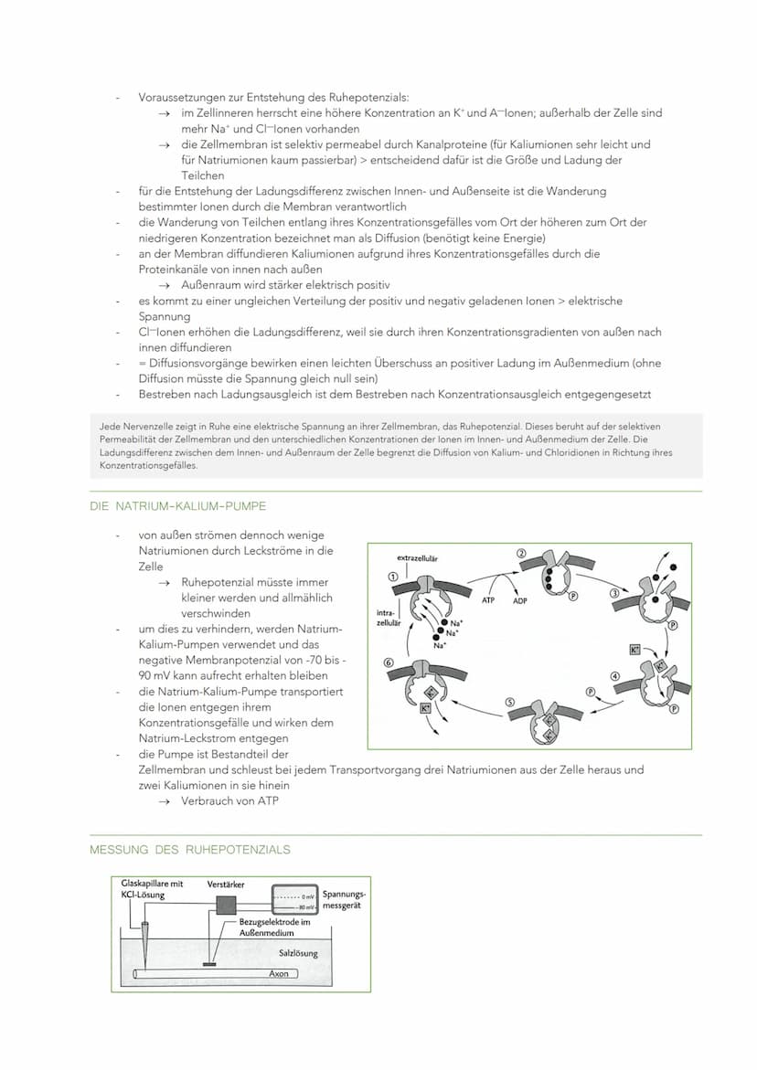 INFORMATIONSVERARBEITUNG IM NERVENSYSTEM
BAU UND FUNKTION EINER NERVENZELLE
Sinneszellen können aus der Umgebung auftreffende Reize in elekt