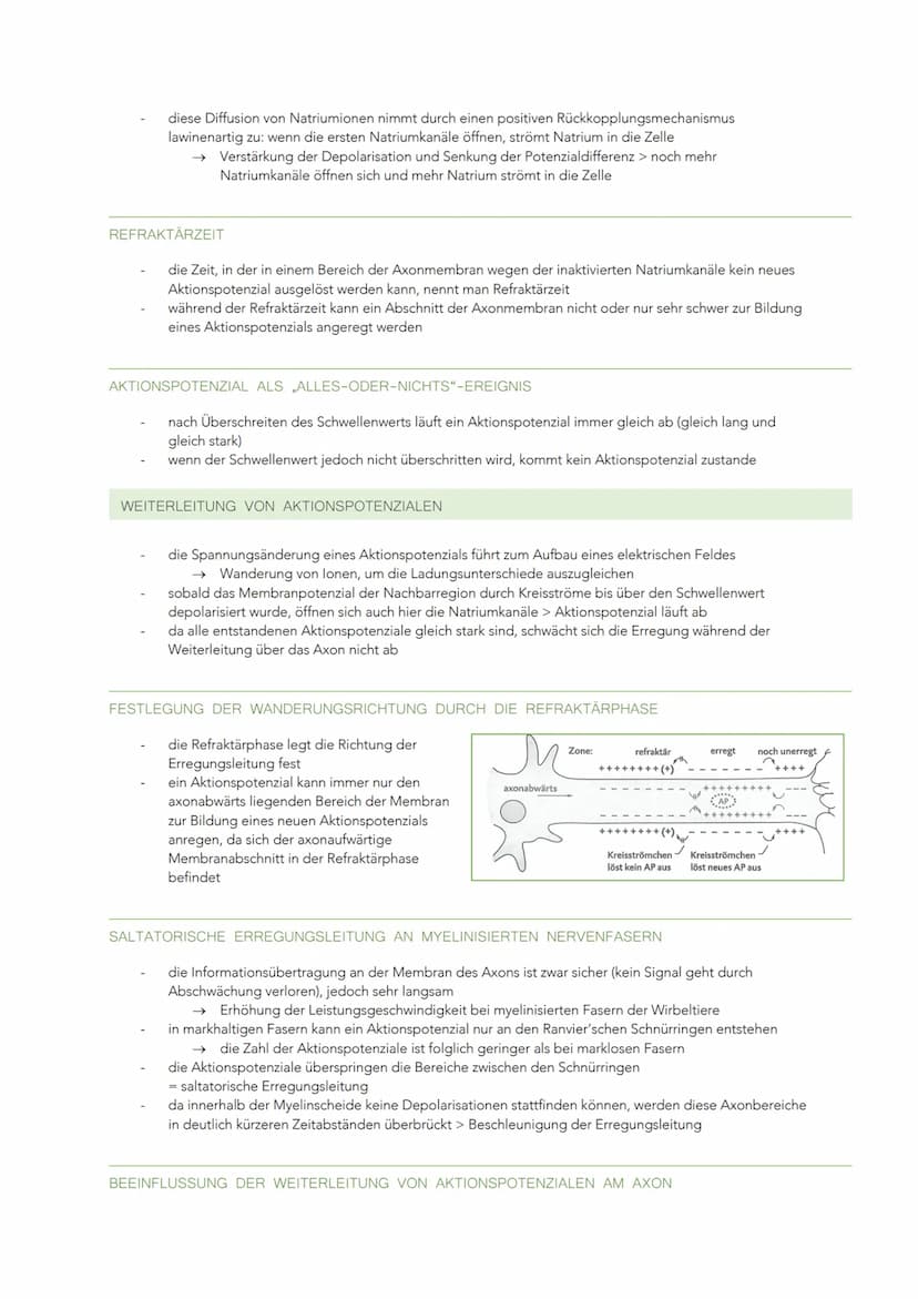 INFORMATIONSVERARBEITUNG IM NERVENSYSTEM
BAU UND FUNKTION EINER NERVENZELLE
Sinneszellen können aus der Umgebung auftreffende Reize in elekt