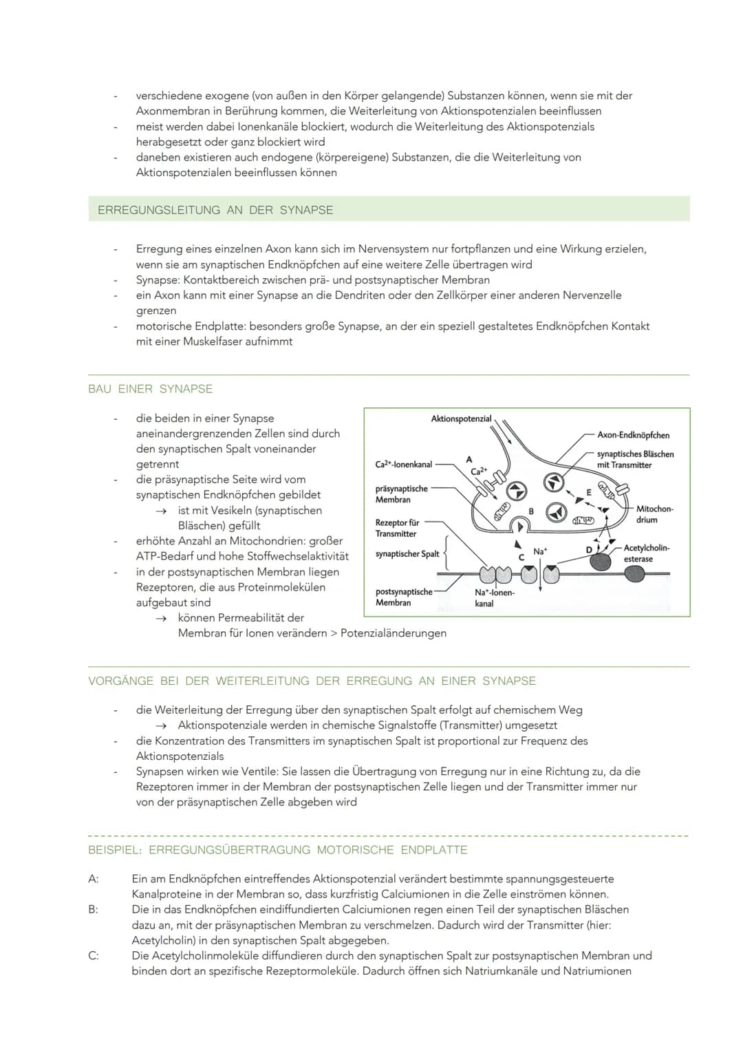INFORMATIONSVERARBEITUNG IM NERVENSYSTEM
BAU UND FUNKTION EINER NERVENZELLE
Sinneszellen können aus der Umgebung auftreffende Reize in elekt