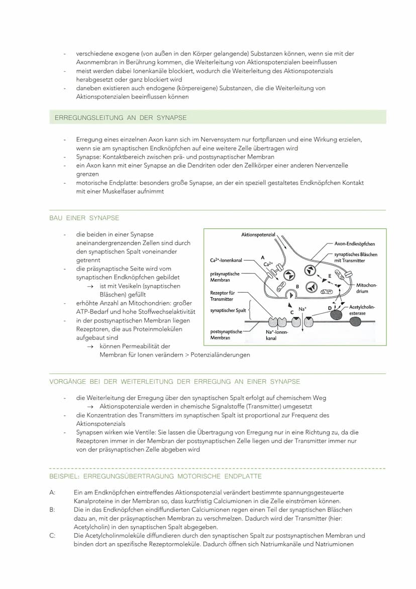 INFORMATIONSVERARBEITUNG IM NERVENSYSTEM
BAU UND FUNKTION EINER NERVENZELLE
Sinneszellen können aus der Umgebung auftreffende Reize in elekt