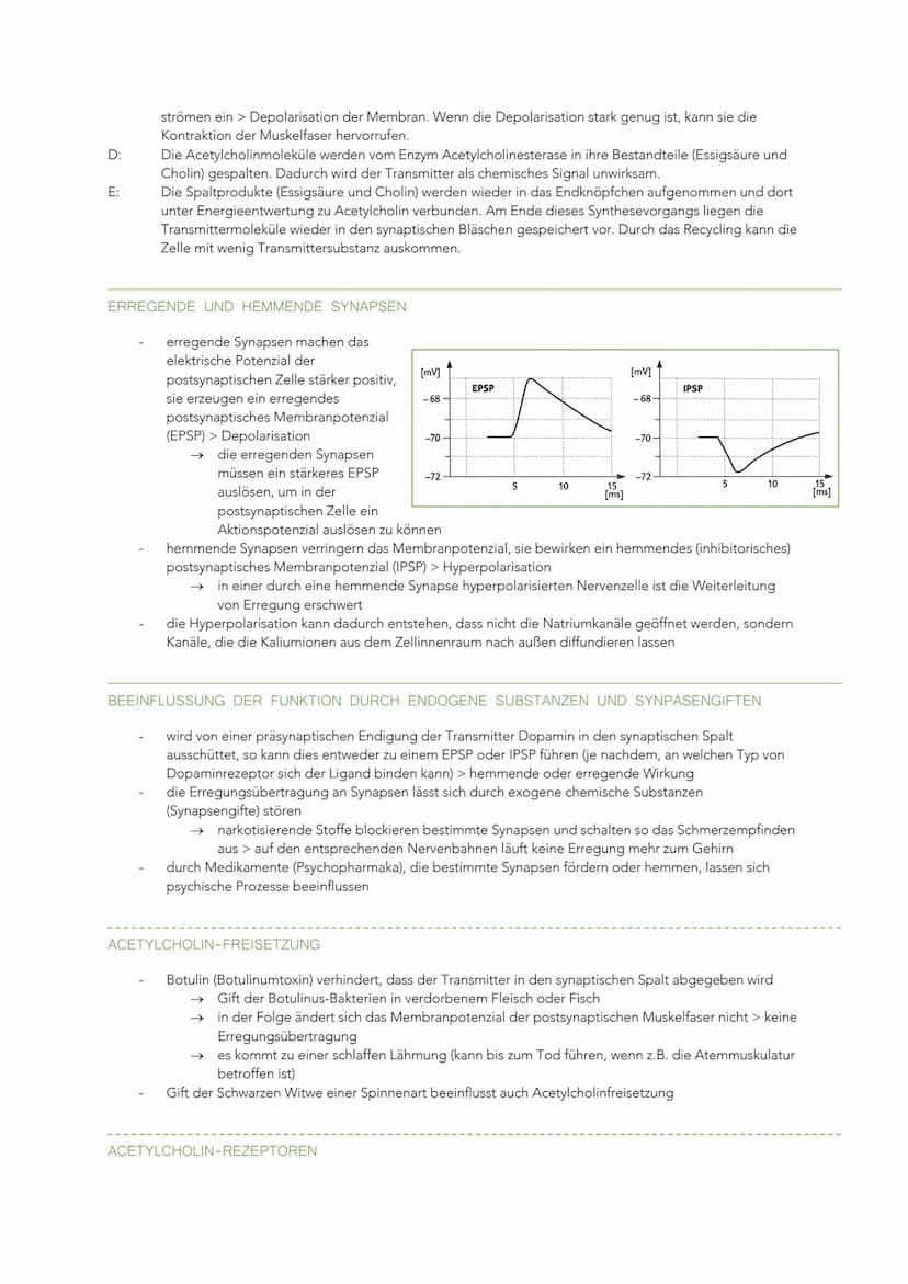 INFORMATIONSVERARBEITUNG IM NERVENSYSTEM
BAU UND FUNKTION EINER NERVENZELLE
Sinneszellen können aus der Umgebung auftreffende Reize in elekt