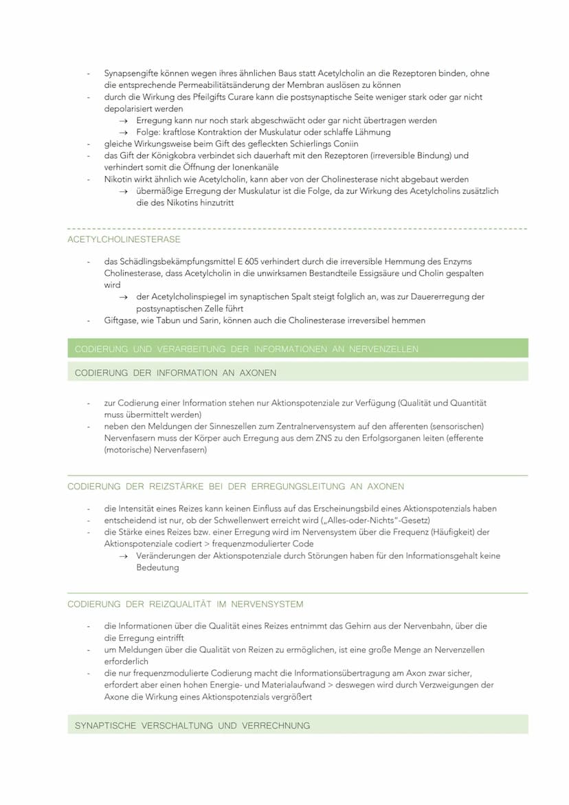 INFORMATIONSVERARBEITUNG IM NERVENSYSTEM
BAU UND FUNKTION EINER NERVENZELLE
Sinneszellen können aus der Umgebung auftreffende Reize in elekt