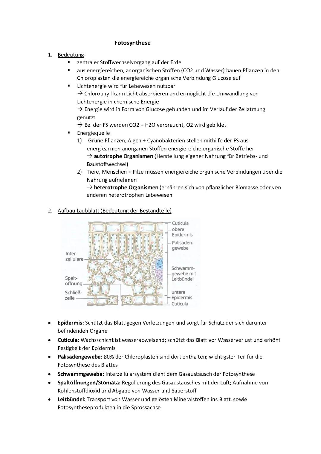 Blattaufbau und Funktionen: Schwammgewebe, Palisadengewebe und Stomata erklärt