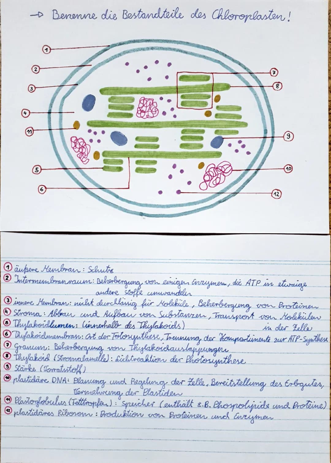 Chloroplast 