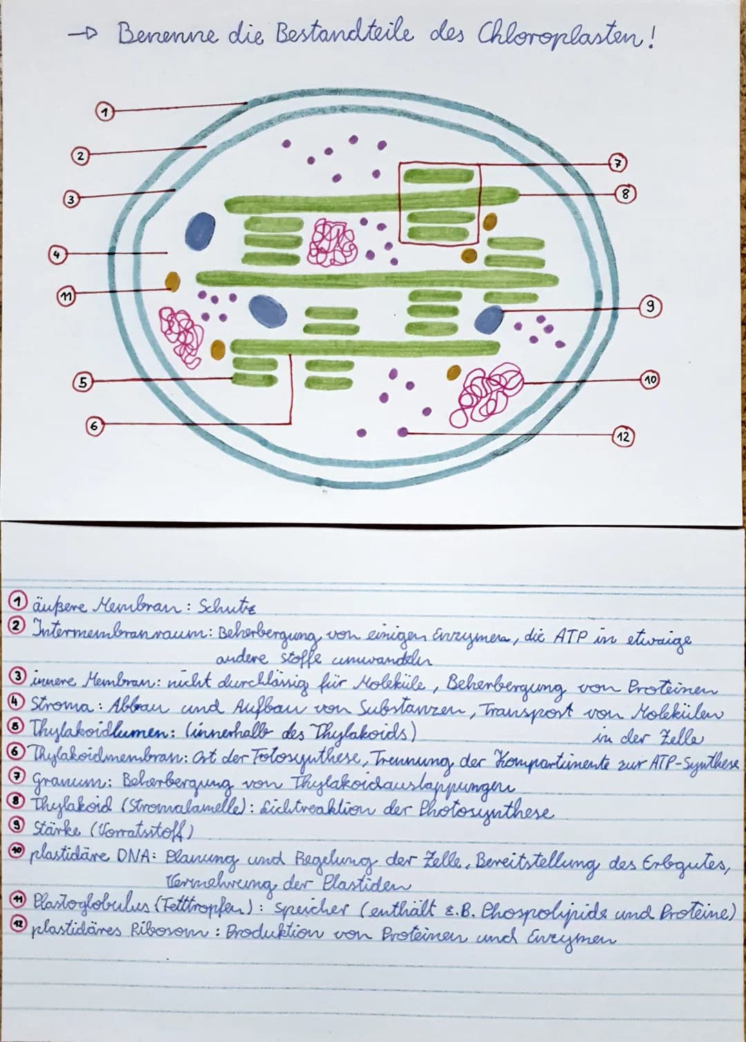 → Benenne die Bestandteile des Chloroplasten!
11
(5)
(12)
äußere Membran : Schutz
Intermembran raum: Beherbergung von einigen Enzymer, die A