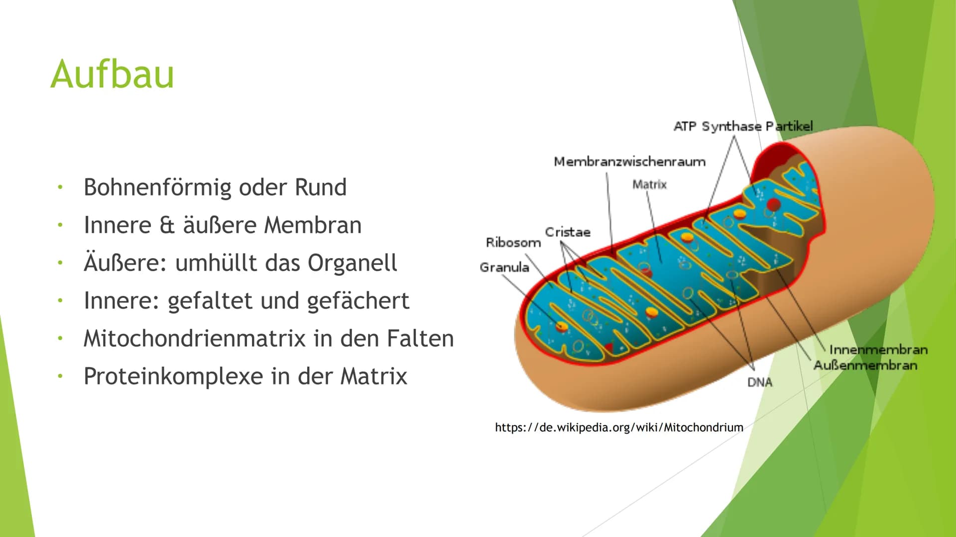 Mitochondrien
Eine Präsentation von XY Inhaltsverzeichnis
Was sind Mitochondrien?
Aufbau
Entstehung
Funktion
Quellen
totes
https://pushing-l