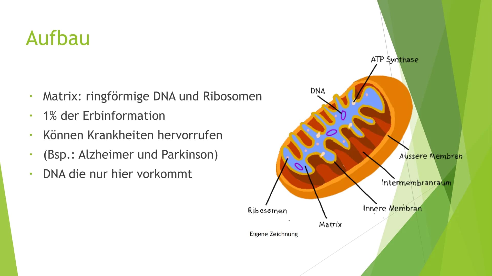 Mitochondrien
Eine Präsentation von XY Inhaltsverzeichnis
Was sind Mitochondrien?
Aufbau
Entstehung
Funktion
Quellen
totes
https://pushing-l