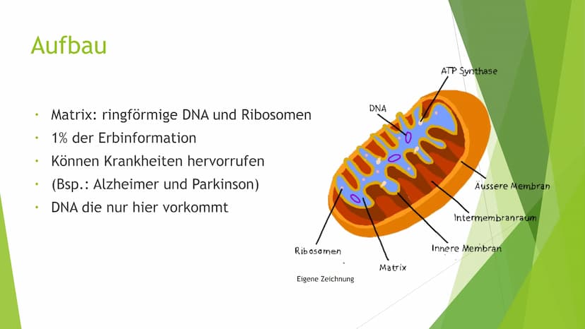 Mitochondrien
Eine Präsentation von XY Inhaltsverzeichnis
Was sind Mitochondrien?
Aufbau
Entstehung
Funktion
Quellen
totes
https://pushing-l