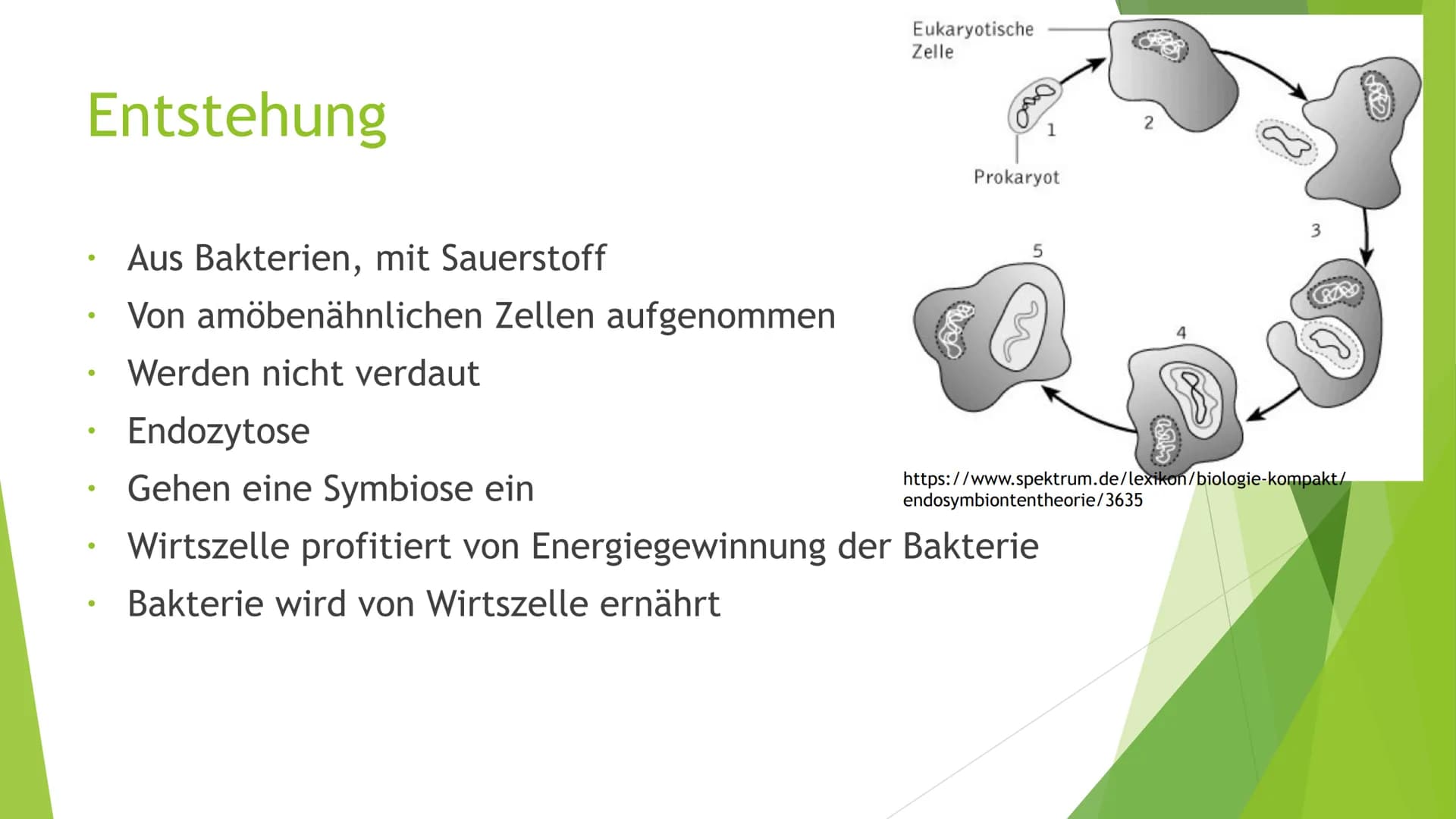 Mitochondrien
Eine Präsentation von XY Inhaltsverzeichnis
Was sind Mitochondrien?
Aufbau
Entstehung
Funktion
Quellen
totes
https://pushing-l